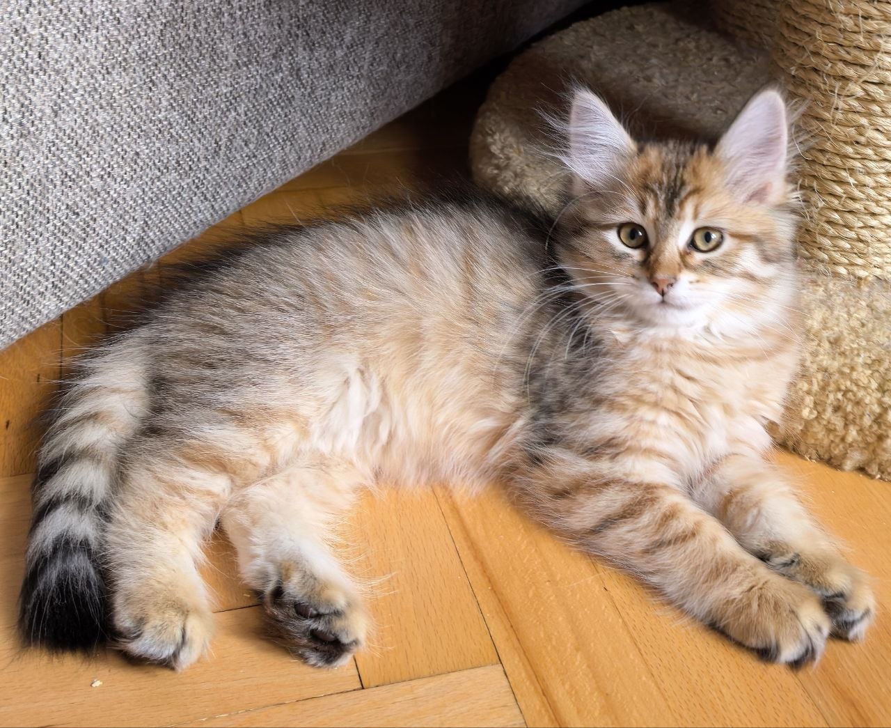 Katty